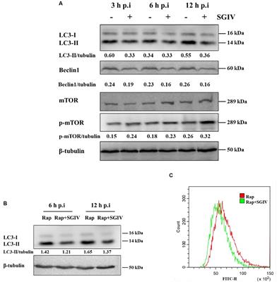 Singapore Grouper Iridovirus (SGIV) Inhibited Autophagy for Efficient Viral Replication